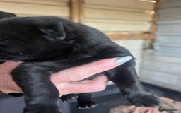 German Shepherd dogs for sale: Beautiful Czechoslovakian sable German shepherds  - Image 6