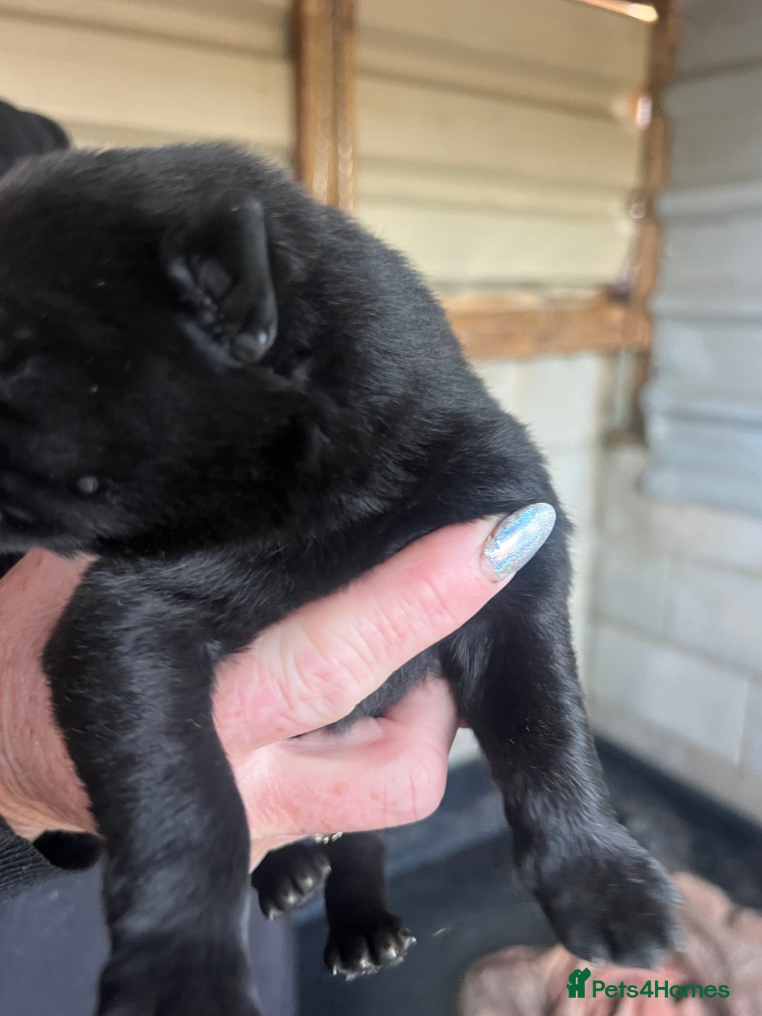 German Shepherd dogs for sale: Beautiful Czechoslovakian sable German shepherds  - Image 6