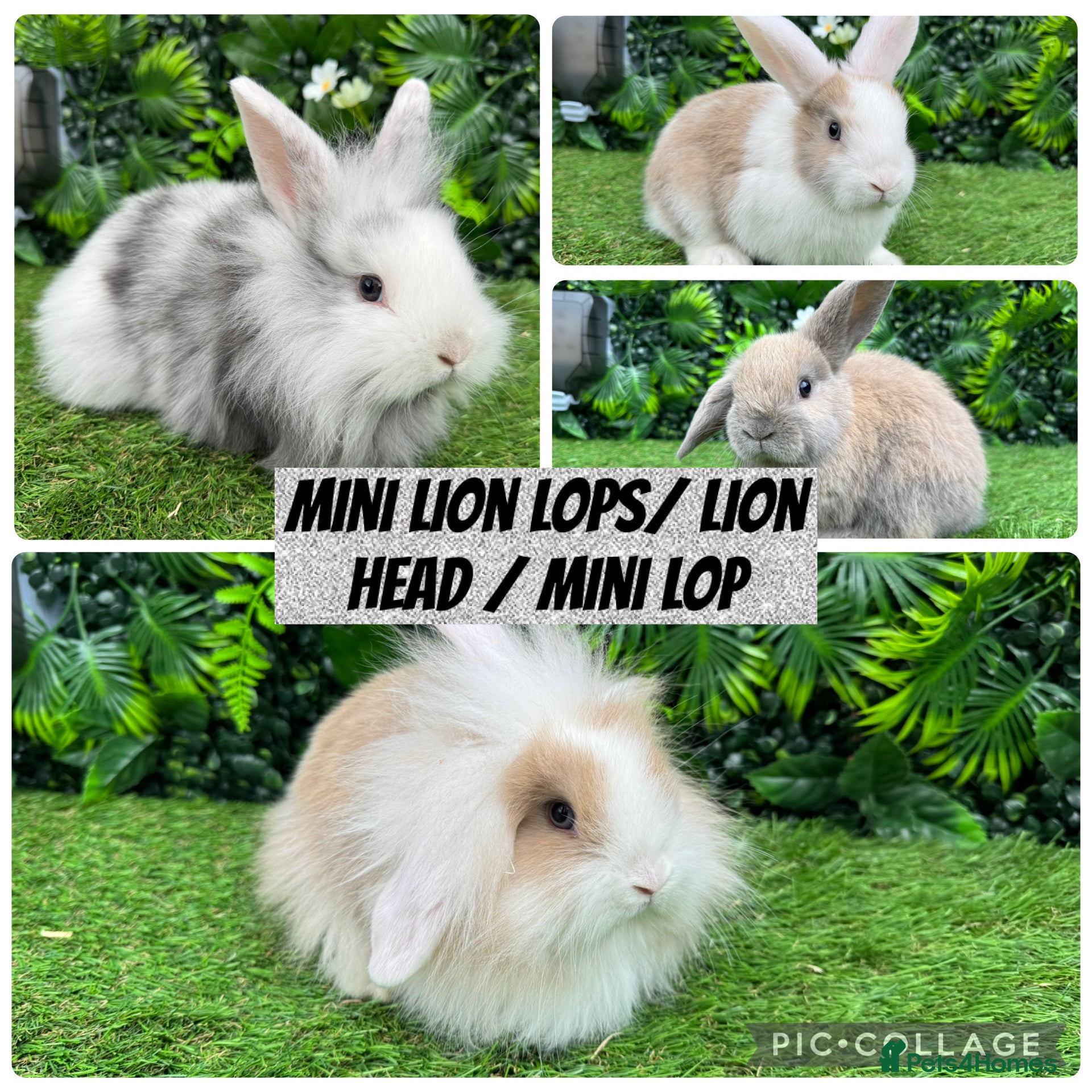 Mini Lop rabbits Adorable Mini lop & Mini loin lop babies 8 weeks - Advert 3