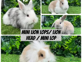 Mini Lop rabbits Adorable Mini lop & Mini loin lop babies 8 weeks - Advert 3