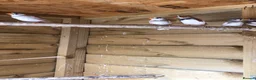 Finches birds for sale: Young zebra finches for sale - Advert 2