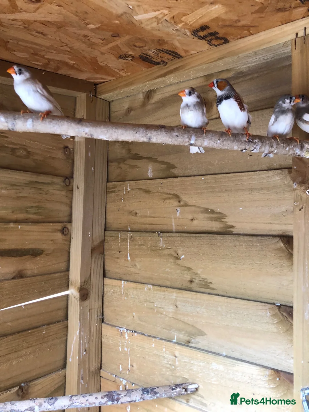 Finches birds for sale: Young zebra finches for sale - Advert 2