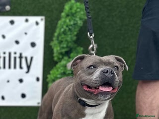 Staffordshire Bull Terrier dogs in Halesowen - Advert 2