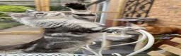 Maine Coon cats for sale: Exceptional Pedigree Maine Coon kittens available  in Worcester - Advert 23
