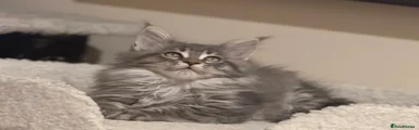 Maine Coon 1 
