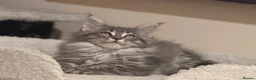 Maine Coon cats for sale: 👑Royal MaineCoon Girls TICA Champion Bloodline!👑 - Advert 25