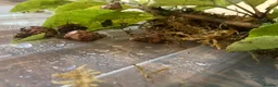 Snails invertebrates for sale: Juevenile Giant African land snails for sale in Letchworth Garden City - Advert 3