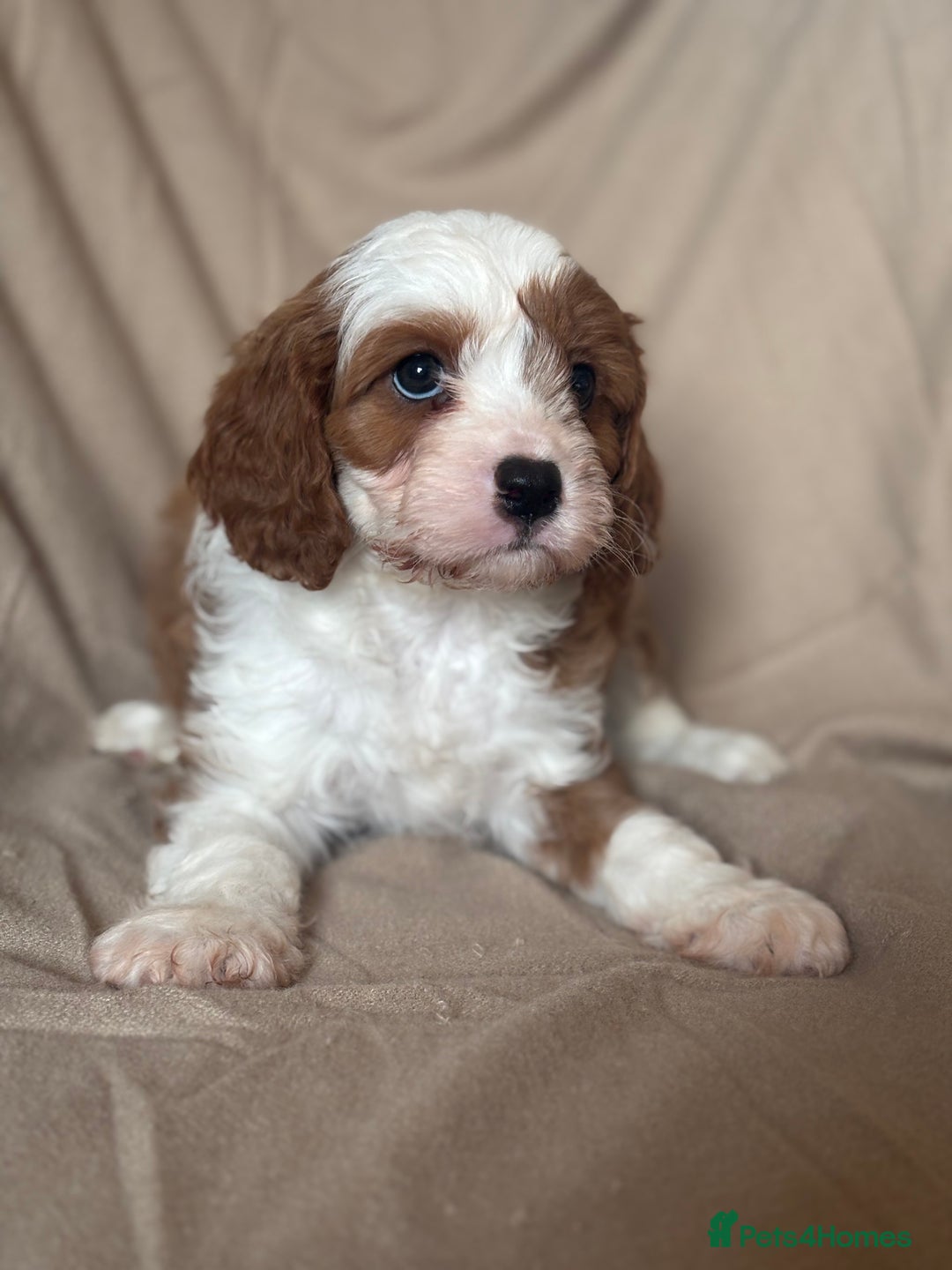 Cavapoo dogs for sale: F1 CAVAPOO PUPPIES - Image 7
