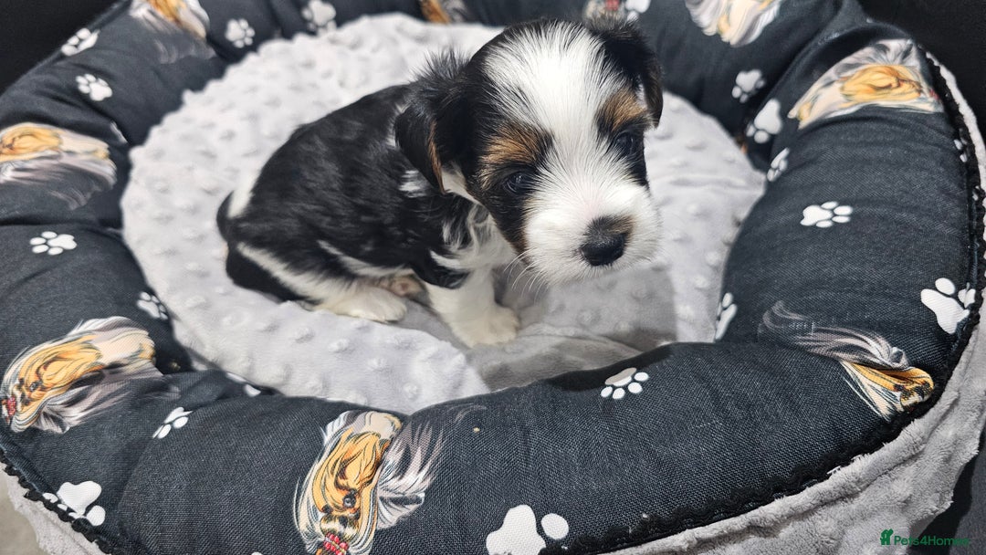 Yorkshire Terrier dogs for sale: 3 boys biewer yorkshire terrier with IHR Pedigree - Advert 16