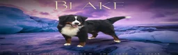 Bernedoodle dogs for sale: Quality licensed F1 Bernedoodles health tested - Advert 3