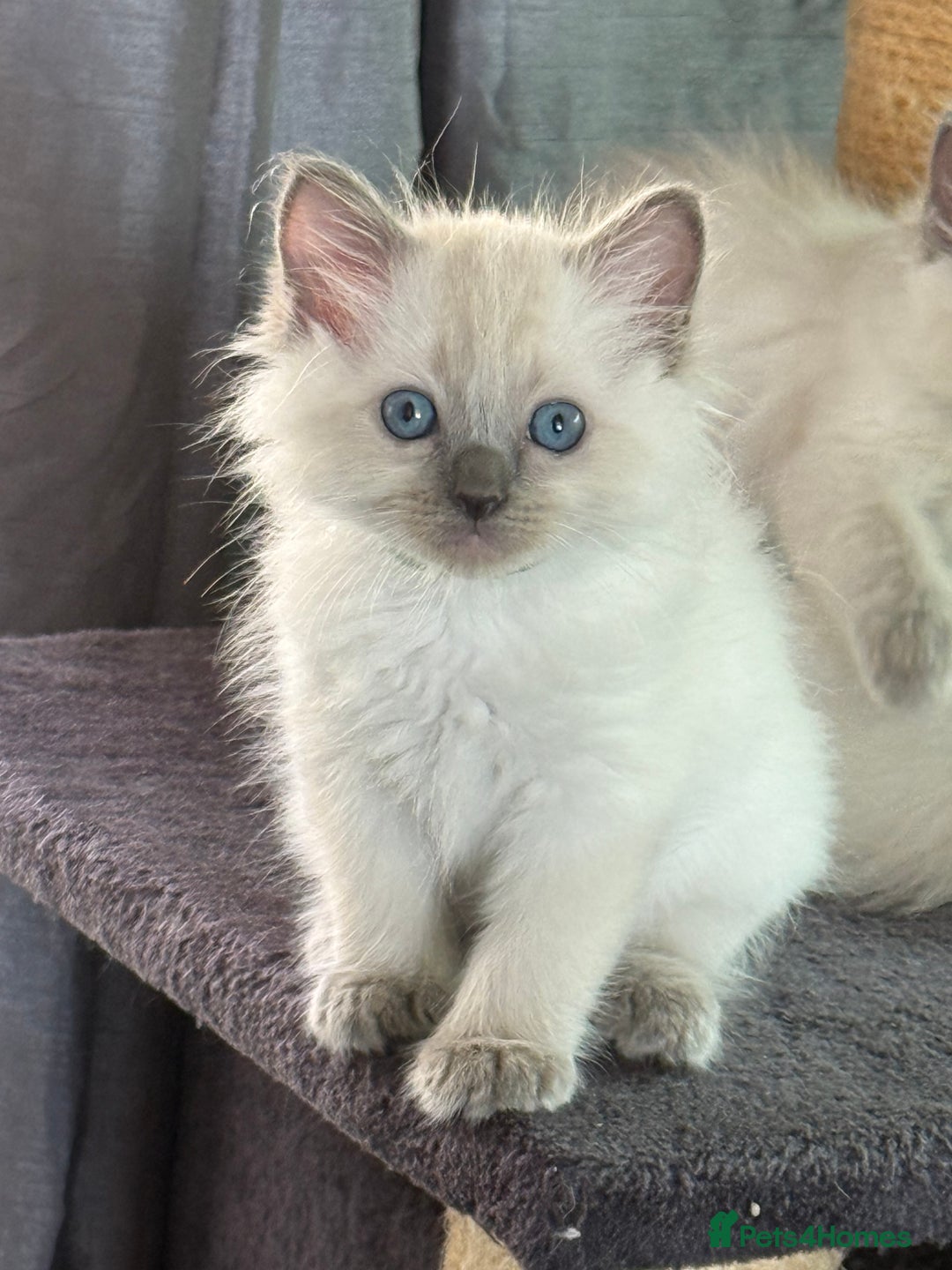 Ragdoll cats for sale: Stunning bluepoint Ragdoll kittens - Image 18