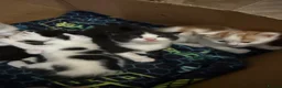 Mixed Breed cats for sale: 6 beautiful kittens   in Glasgow - Advert 2