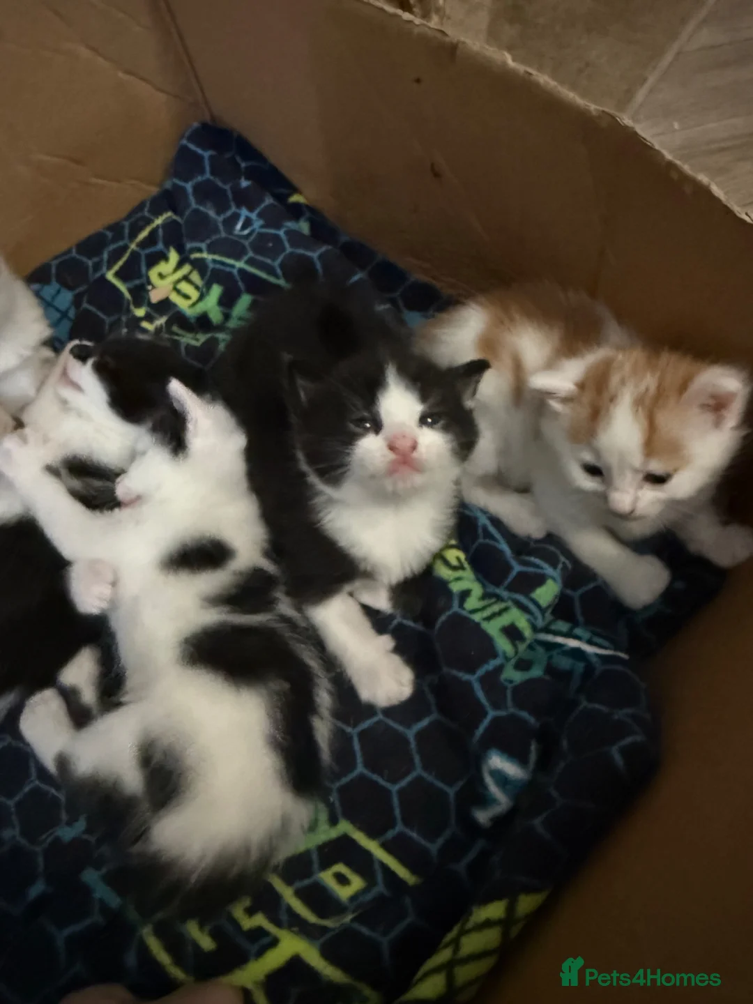 Mixed Breed cats for sale: 6 beautiful kittens   in Glasgow - Advert 2