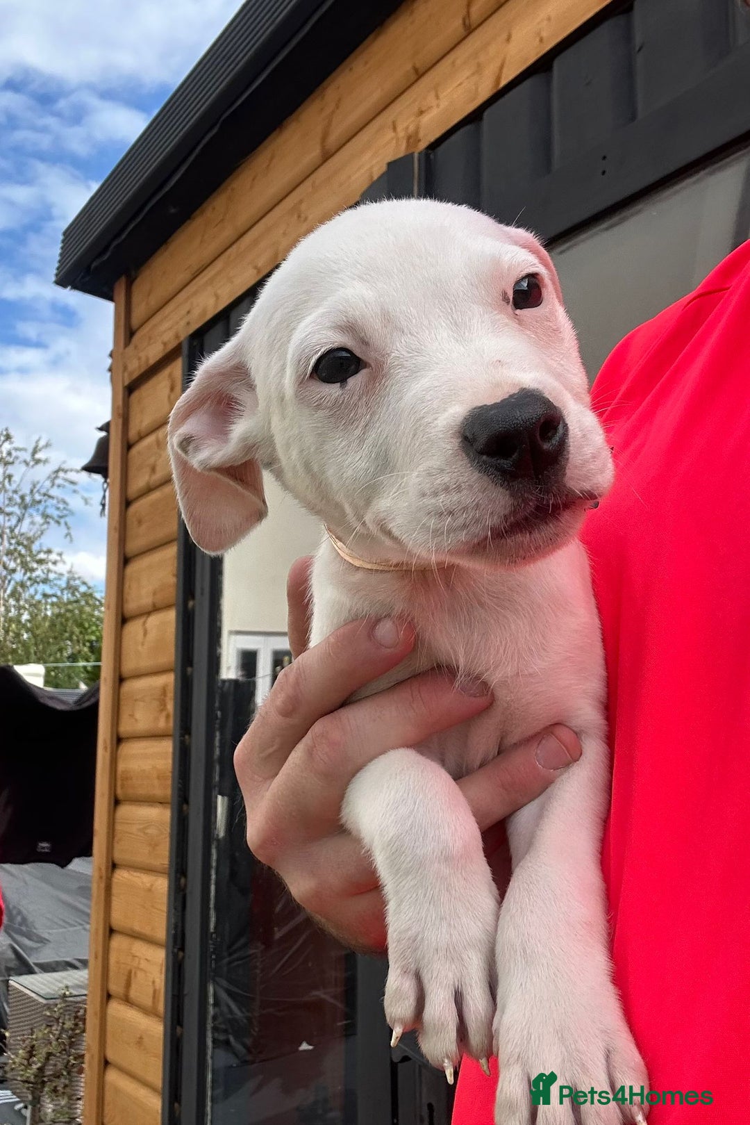 American Bulldog dogs for adoption: 5 GORGEOUS AM BULL X PUPS 12WKS OLD - Image 10