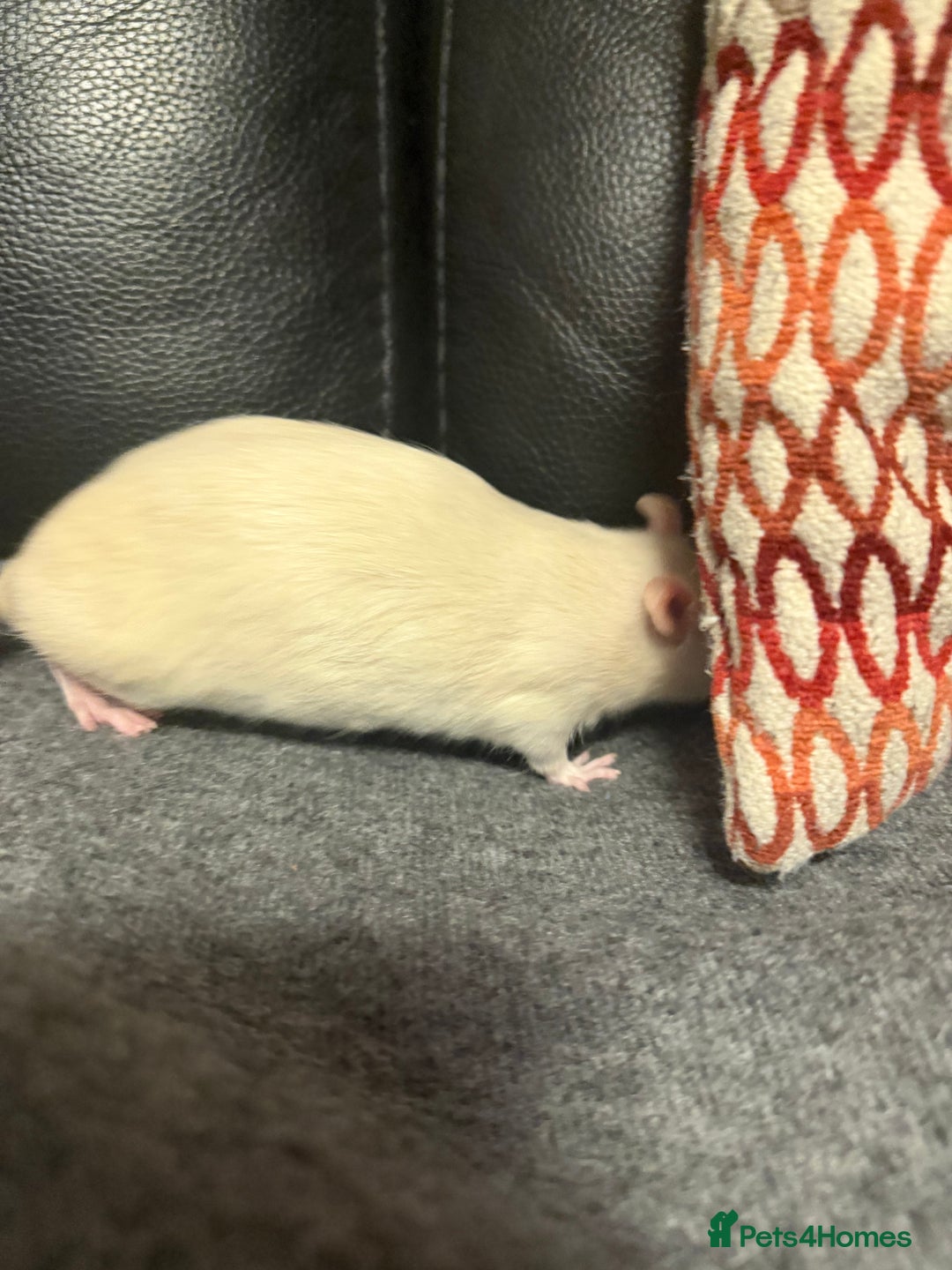 Rat rodents for sale: 3 x female rats  - Image 2