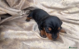 Dachshund dogs for sale: Dachshund puppies  - Image 2