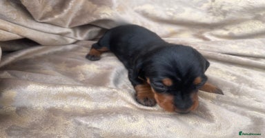 Dachshund dogs - Advert 2