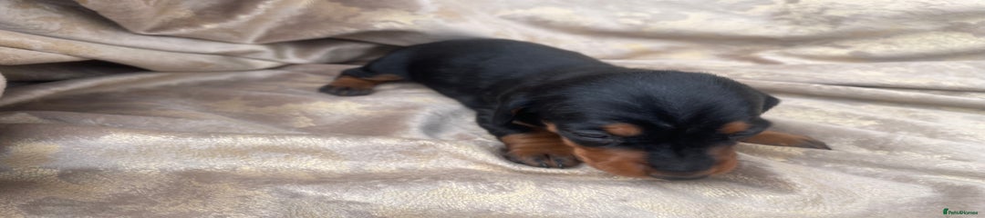 Dachshund Puppy 1
