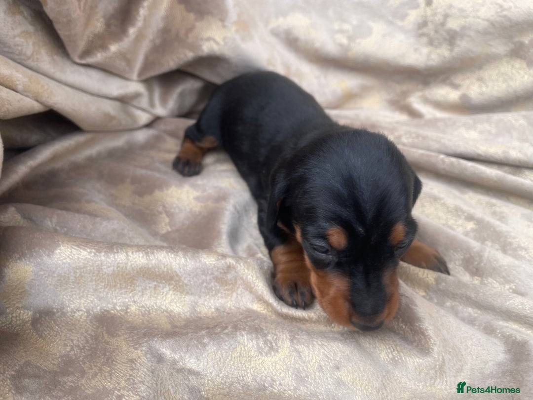 Dachshund dogs for sale: Dachshund puppies  - Image 2