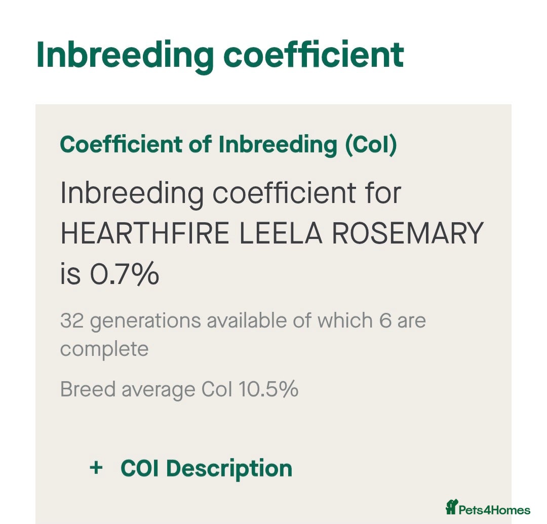 Cocker Spaniel dogs for sale: READY NOW A stunning litter of spaniels  - Advert 5