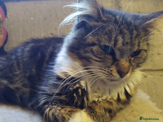 Mixed Breed cats Fizzys babies - Advert 1