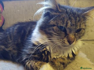 Mixed Breed cats Fizzys babies - Advert 7