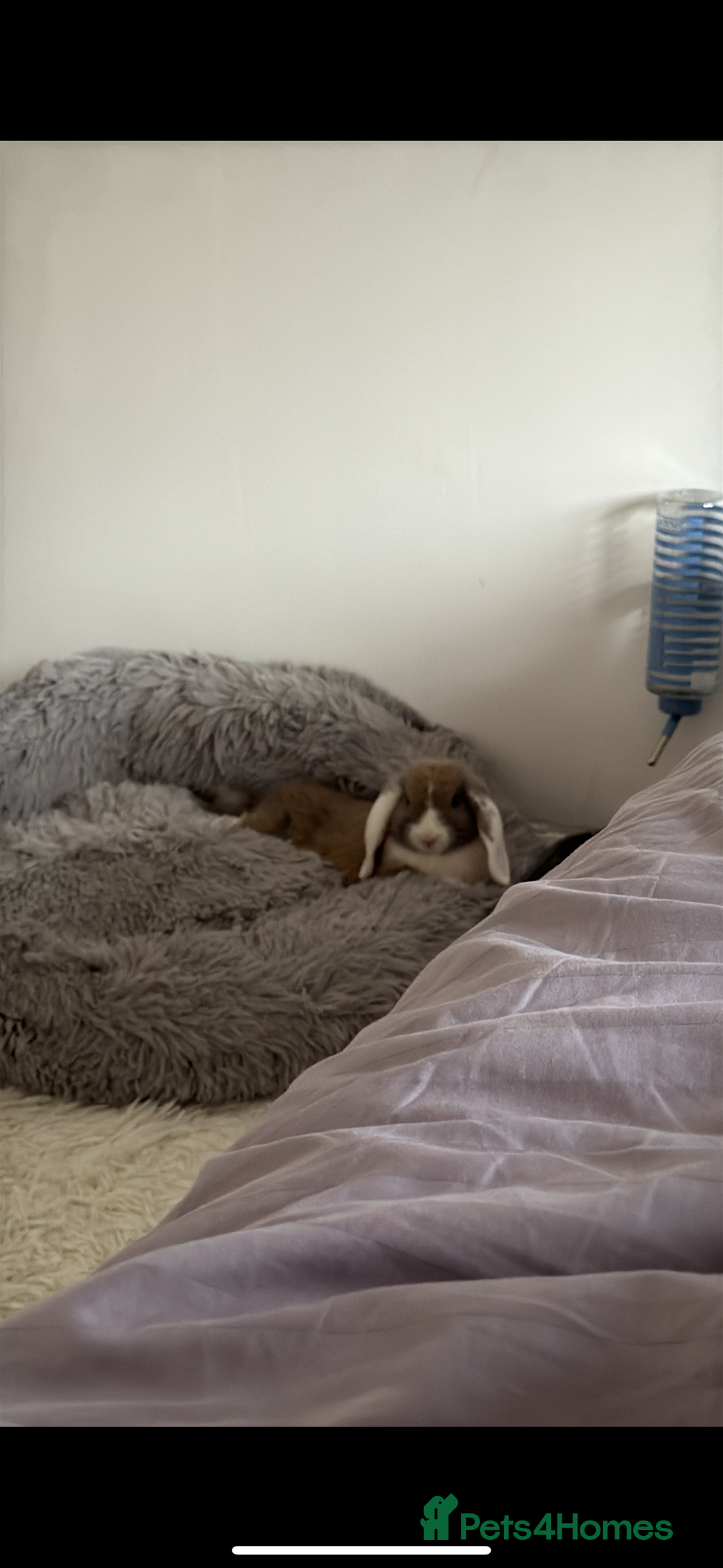 Mini Lop rabbits for sale: rabbit for sale  - Image 1