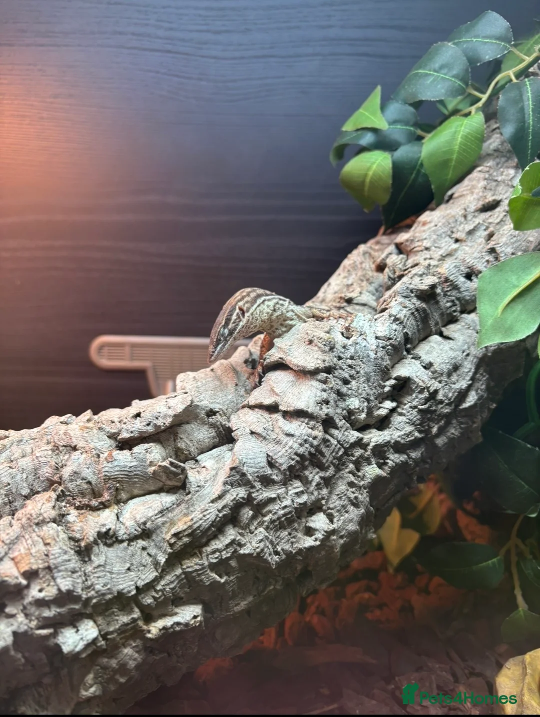 Lizard reptiles for sale: Complete Ackie Monitor Set up and Ackie Monitor - Advert 2
