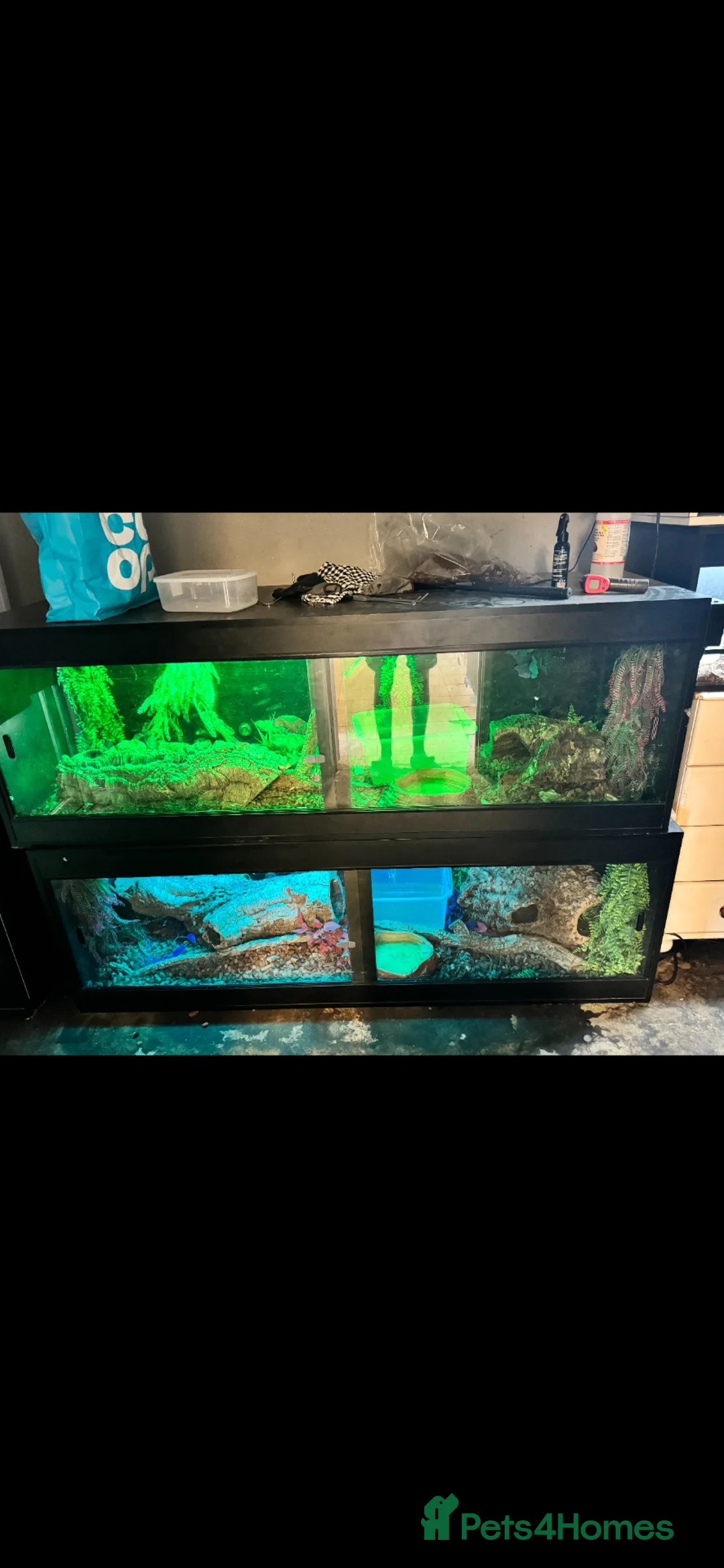 Mixed Breed reptiles for sale: False water cobra  - Advert 3