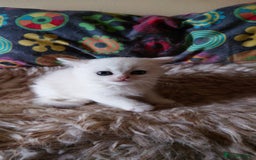 British Shorthair cats for sale: British Short Hair BSH kittens - Image 2
