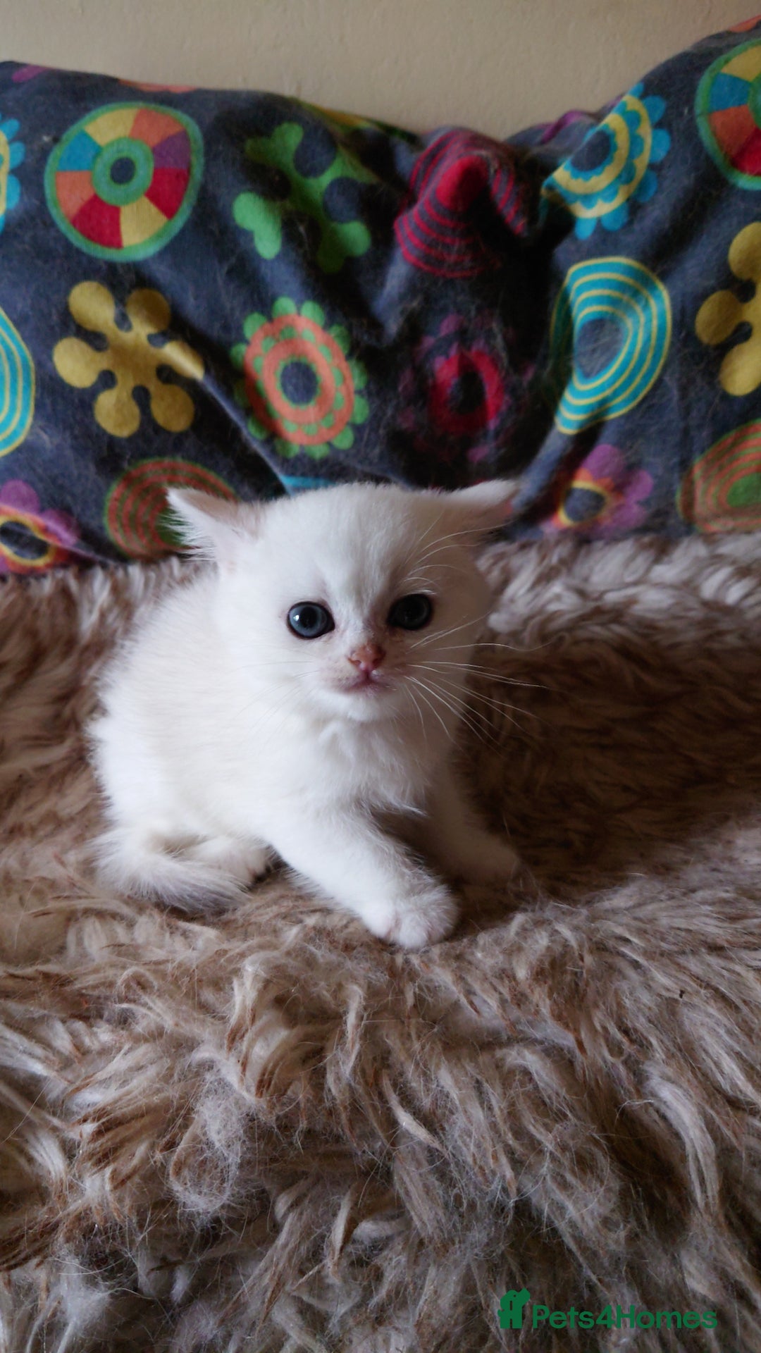 British Shorthair cats for sale: British Short Hair BSH kittens - Image 2