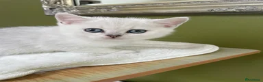 British Shorthair 4