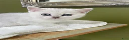 British Shorthair cats for sale: BSH Silver/Black Tipped Boys GCCF Registered  - Advert 9