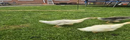 Geese poultry for sale: 3 Beautiful Geese (Embden & French Grey) + Setup in Leicester - Advert 3