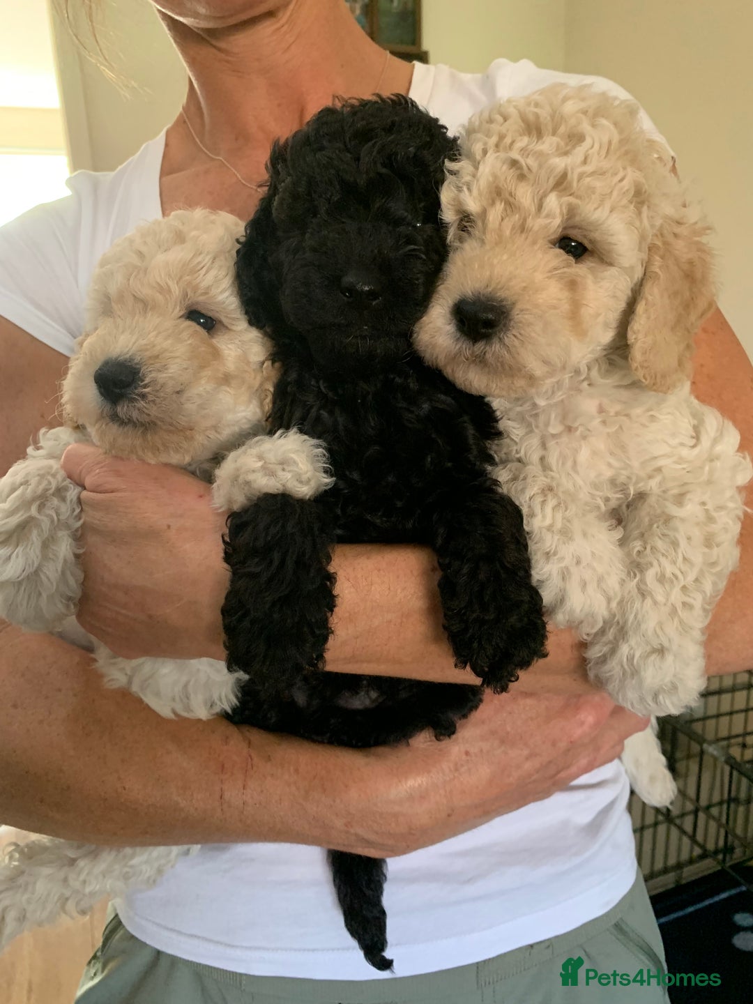 Mixed Breed dogs for sale: Mini/Toy Poodle pups - Image 11