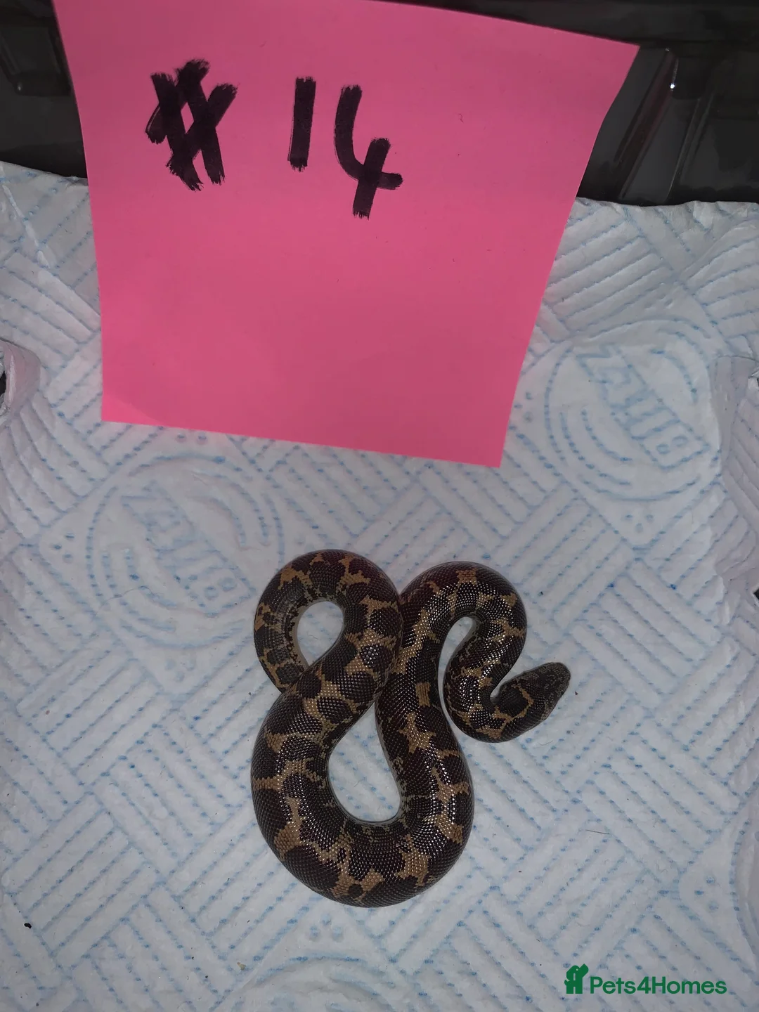Boa Snake reptiles for sale: Kenyan sand boas for sale Essex  - Advert 14
