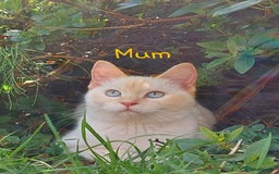 Siamese cats for sale: Ready to Leave Flame Point Siamese Kittens - Image 27