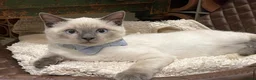 Ragdoll cats for sale: Cute ragdoll x silver tabby Angora - Advert 10
