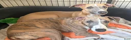 Whippet dogs for sale: 2 whippet boys💙 - Advert 1