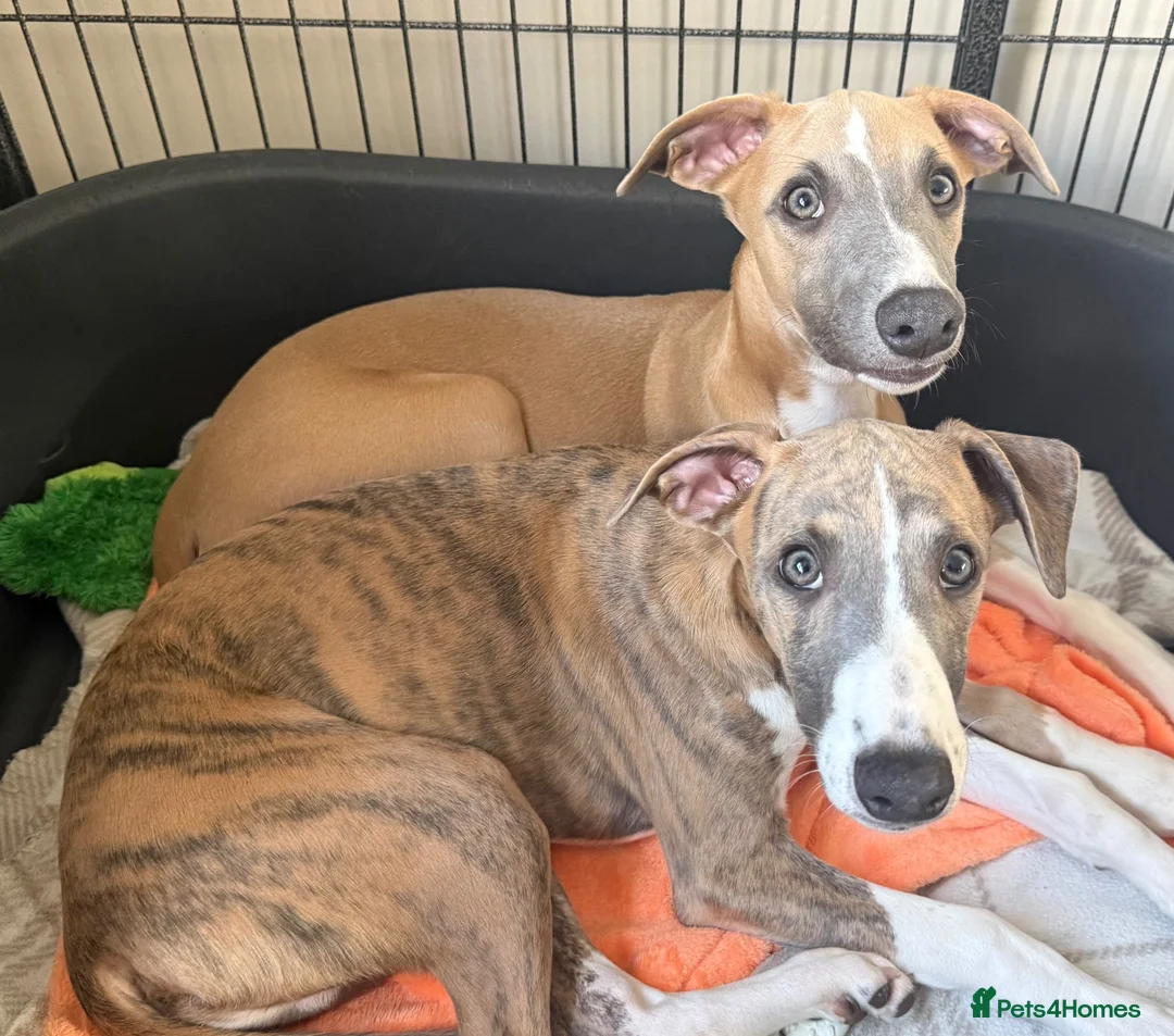 Whippet dogs for sale: 2 whippet boys💙 - Advert 1
