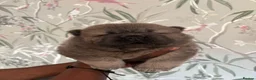 Chow Chow dogs for sale: 🧸🐾 Beautiful Chow Chow puppies 🐾🧸 - Advert 22