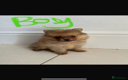 Pomeranian dogs for sale: Miniature Pomeranian  - Image 6