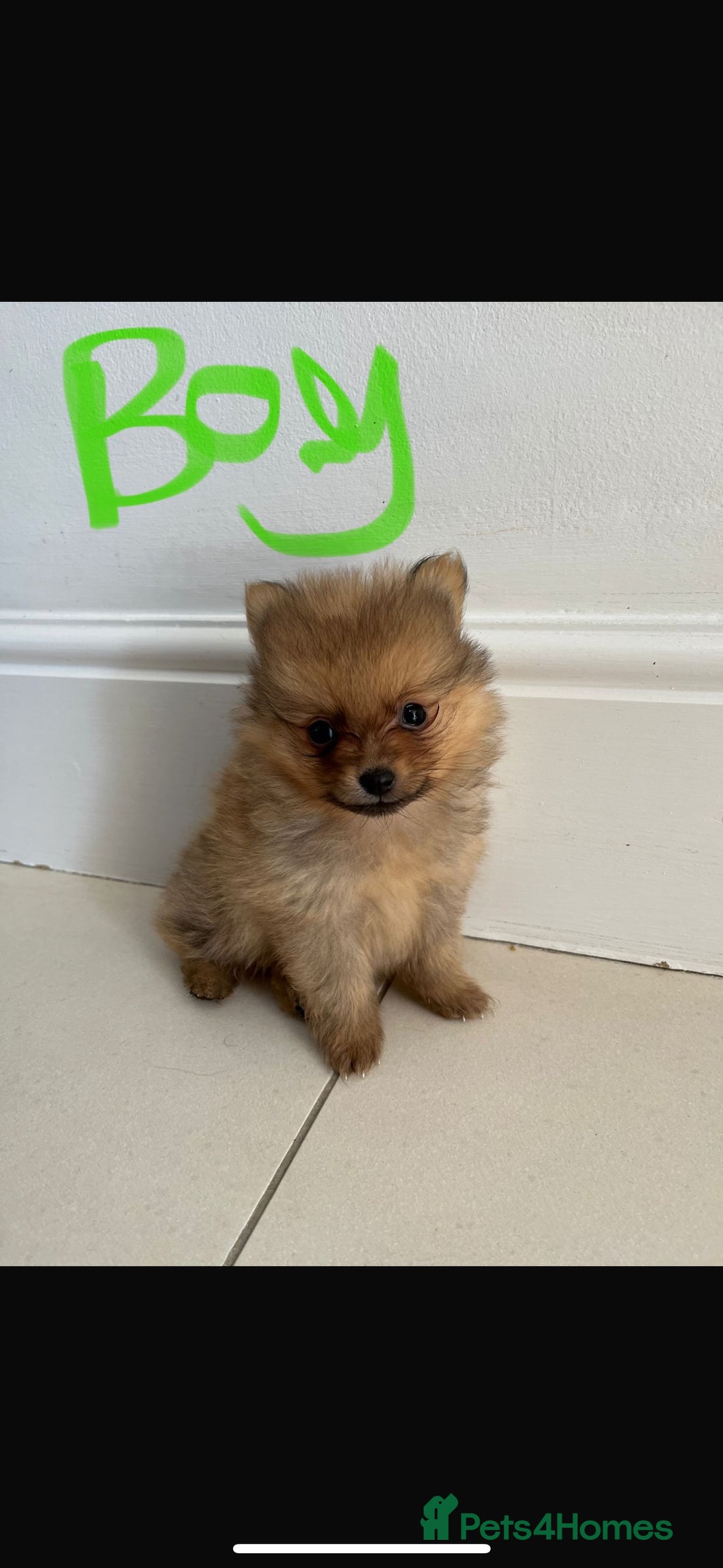 Pomeranian dogs for sale: Miniature Pomeranian  - Image 6