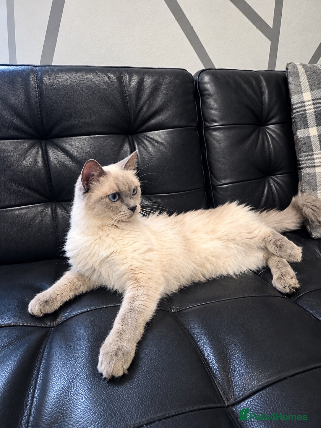Ragdoll cats Ragdoll - Advert 6
