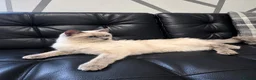 Ragdoll cats for sale: Ragdoll - Advert 1