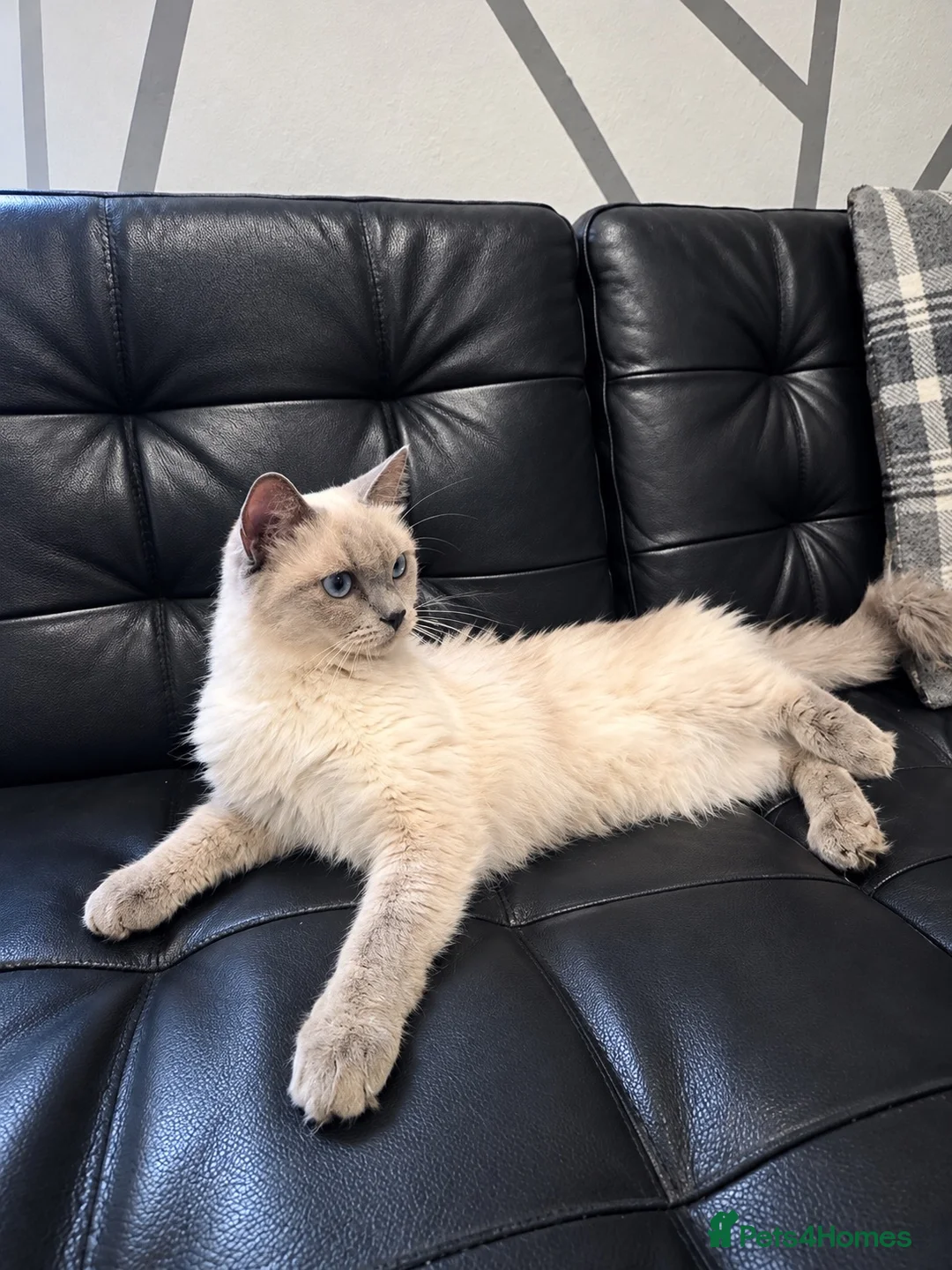 Ragdoll cats for sale: Ragdoll - Advert 1