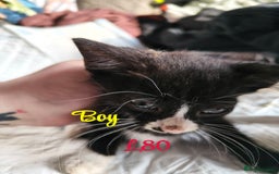 Mixed Breed cats for sale: 6 KITTENS FOR SALE READY FOR COLLECTION - Image 2