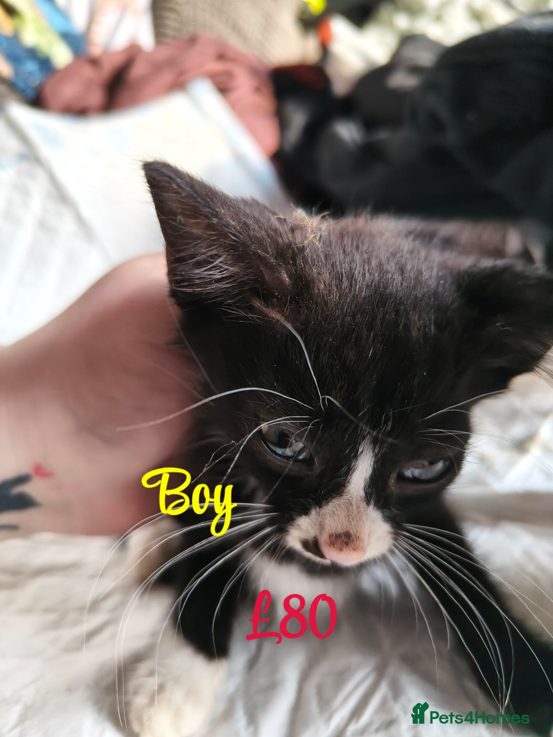 Mixed Breed cats for sale: 6 KITTENS FOR SALE READY FOR COLLECTION - Image 2