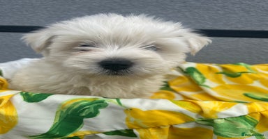 West Highland Terrier dogs - Advert 13
