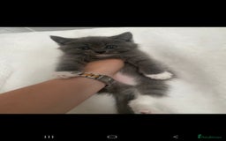 Persian cats for sale: Persian mixed breed  - Image 2